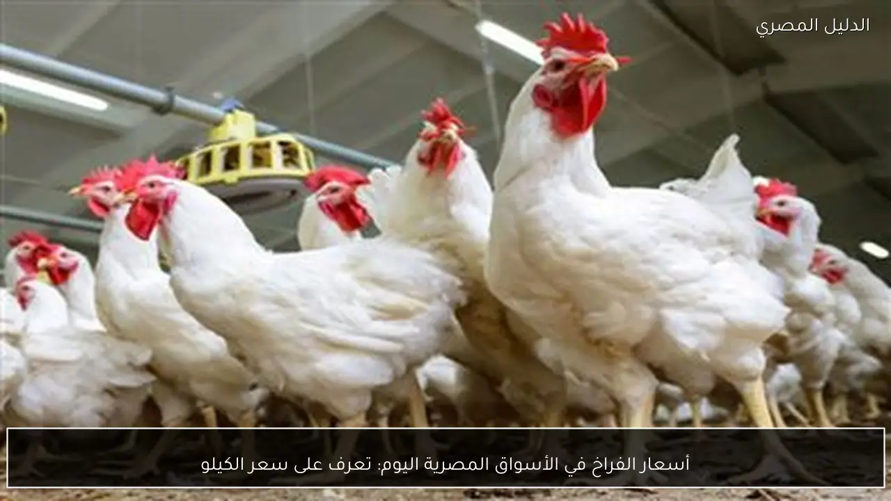 أسعار الفراخ في الأسواق المصرية اليوم: تعرف على سعر الكيلو