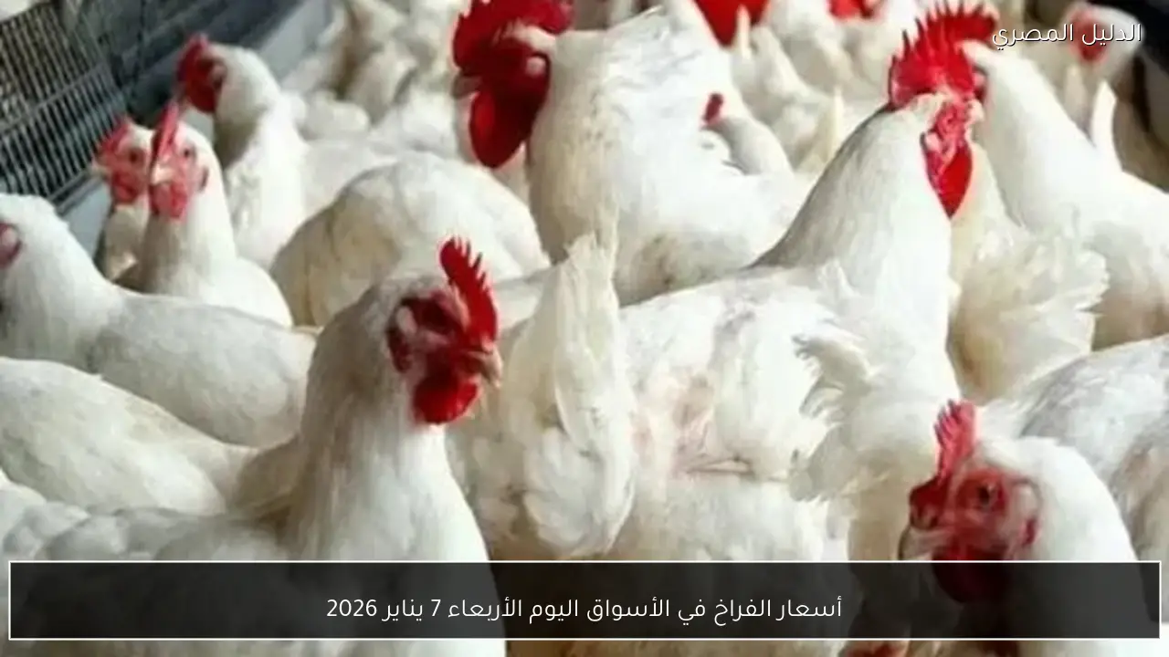 أسعار الفراخ في الأسواق اليوم الأربعاء 7 يناير 2026
