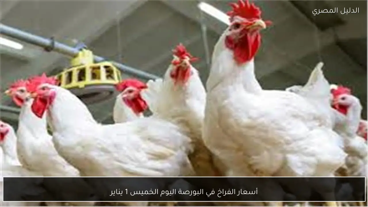 أسعار الفراخ في البورصة اليوم الخميس 1 يناير