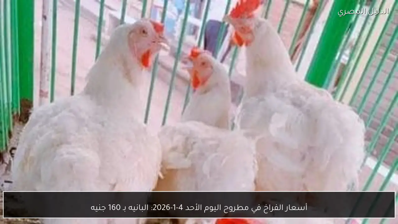 أسعار الفراخ في مطروح اليوم الأحد 4-1-2026: البانيه بـ 160 جنيه