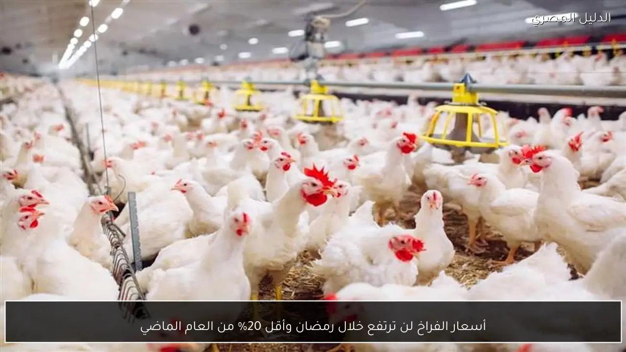 أسعار الفراخ لن ترتفع خلال رمضان وأقل 20% من العام الماضي