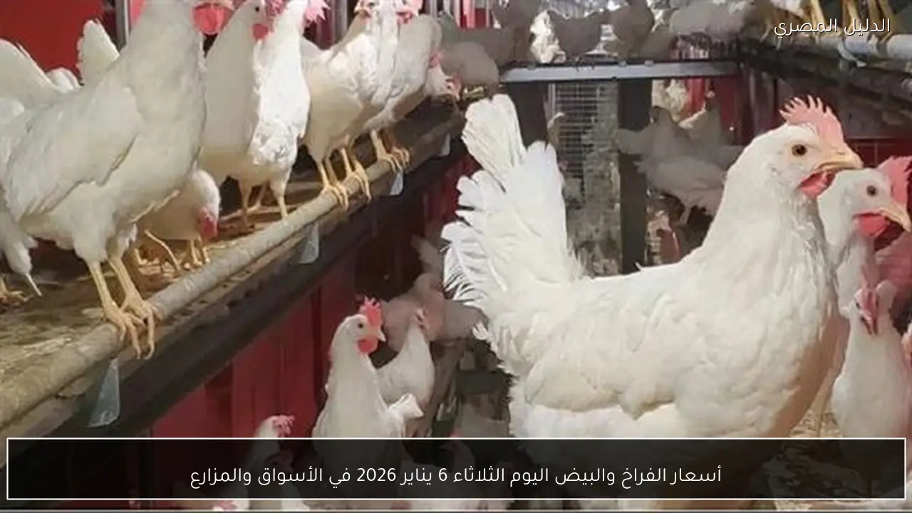 أسعار الفراخ والبيض اليوم الثلاثاء 6 يناير 2026 في الأسواق والمزارع