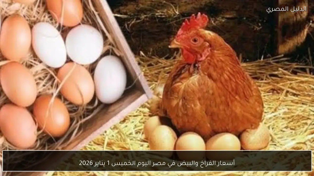 أسعار الفراخ والبيض في مصر اليوم الخميس 1 يناير 2026