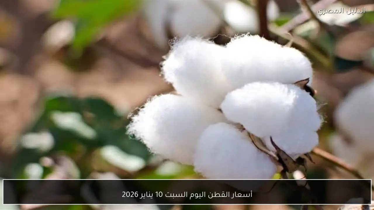 أسعار القطن اليوم السبت 10 يناير 2026
