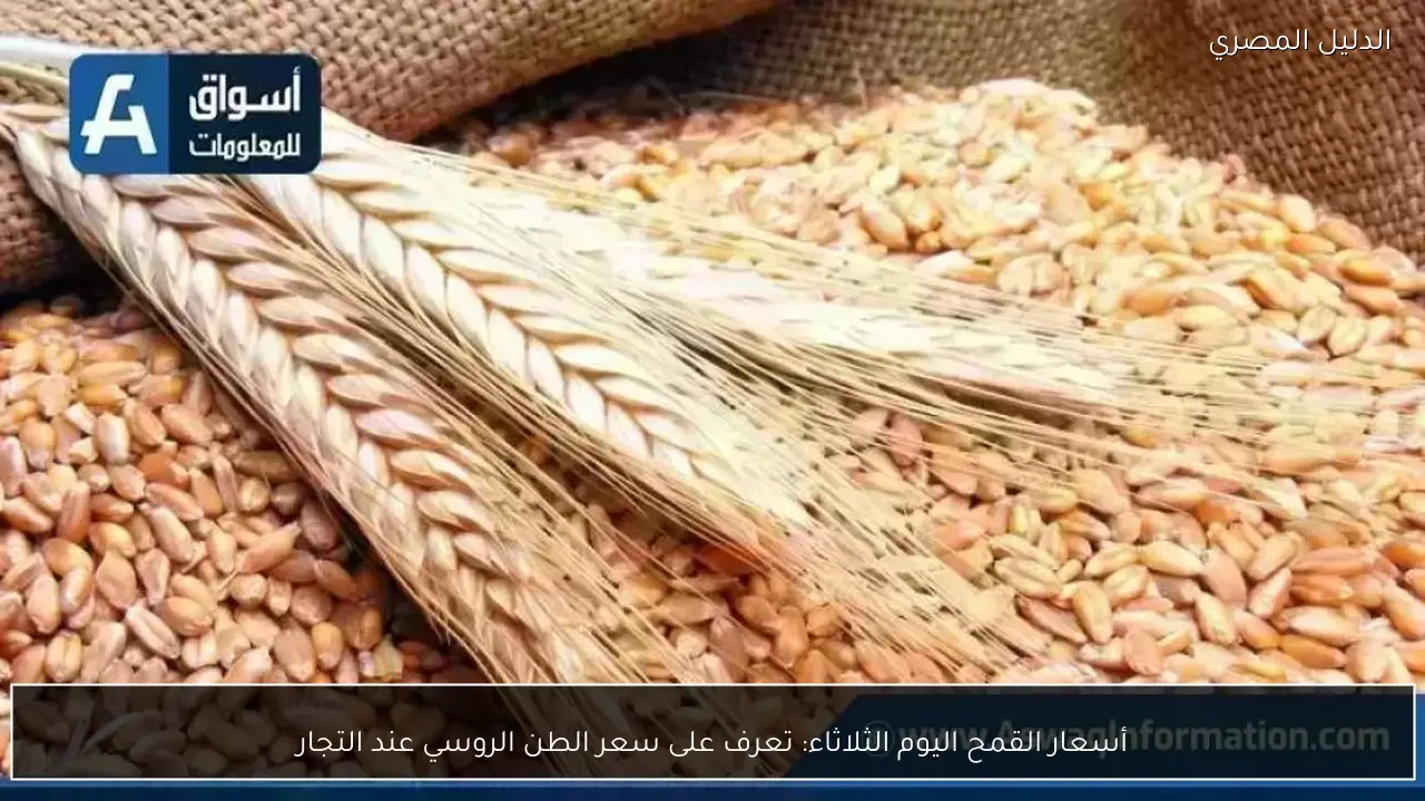 أسعار القمح اليوم الثلاثاء: تعرف على سعر الطن الروسي عند التجار