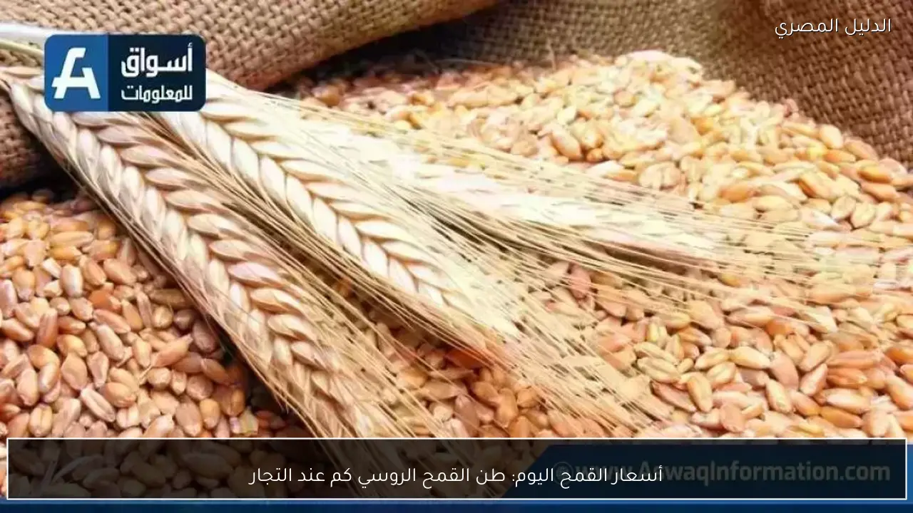 أسعار القمح اليوم: طن القمح الروسي كم عند التجار