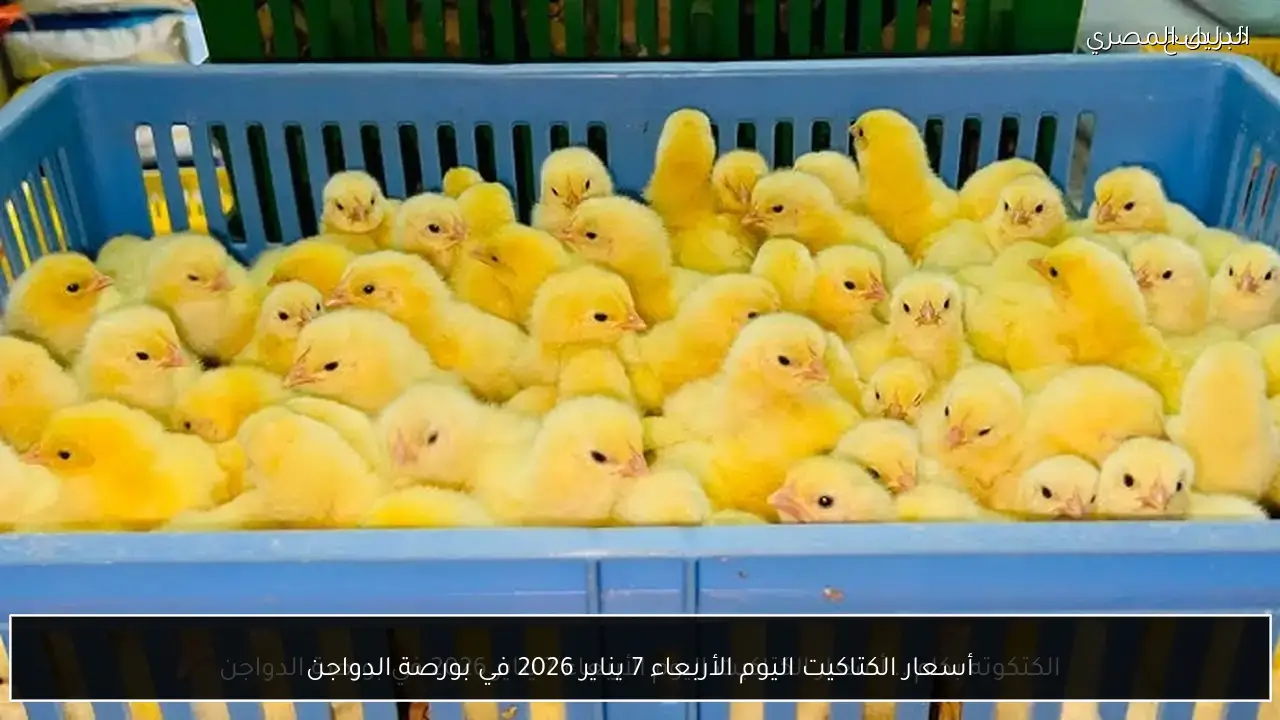 أسعار الكتاكيت اليوم الأربعاء 7 يناير 2026 في بورصة الدواجن