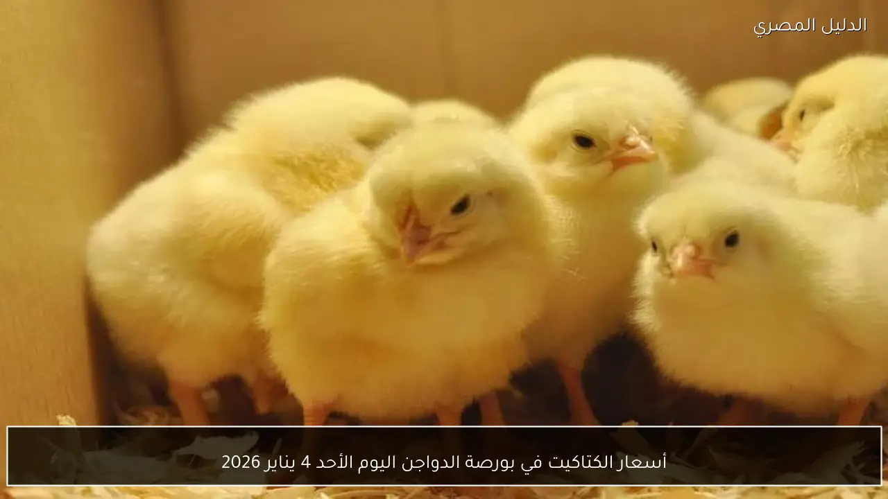 أسعار الكتاكيت في بورصة الدواجن اليوم الأحد 4 يناير 2026