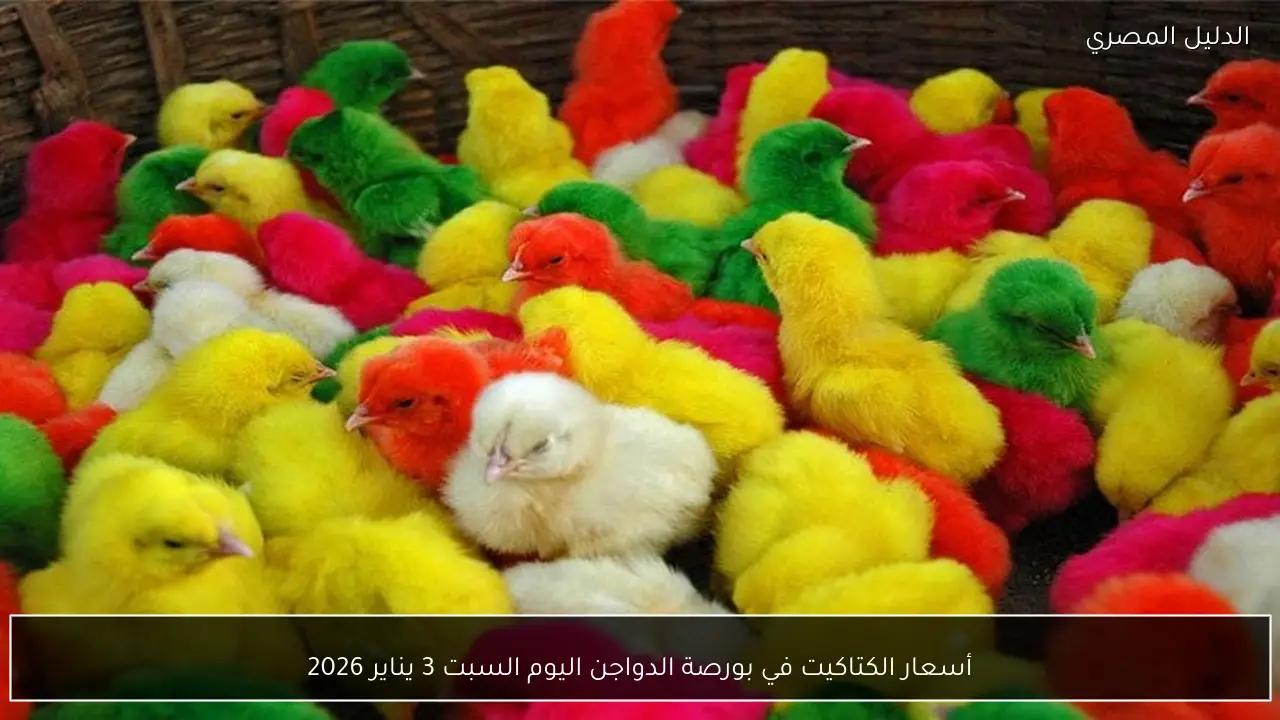أسعار الكتاكيت في بورصة الدواجن اليوم السبت 3 يناير 2026