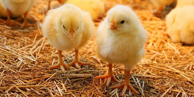 أسعار الكتكوت اليوم، الدليل المصري