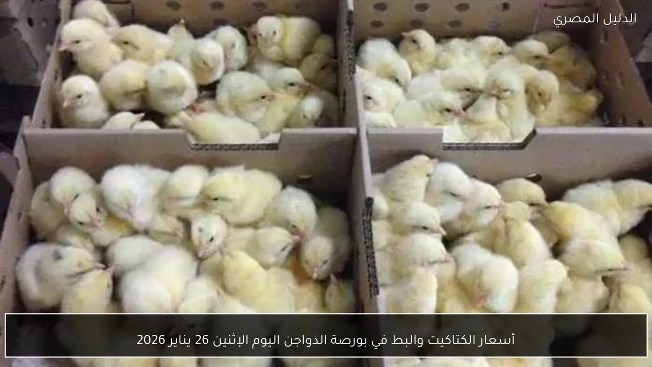 أسعار الكتاكيت والبط في بورصة الدواجن اليوم الإثنين 26 يناير 2026