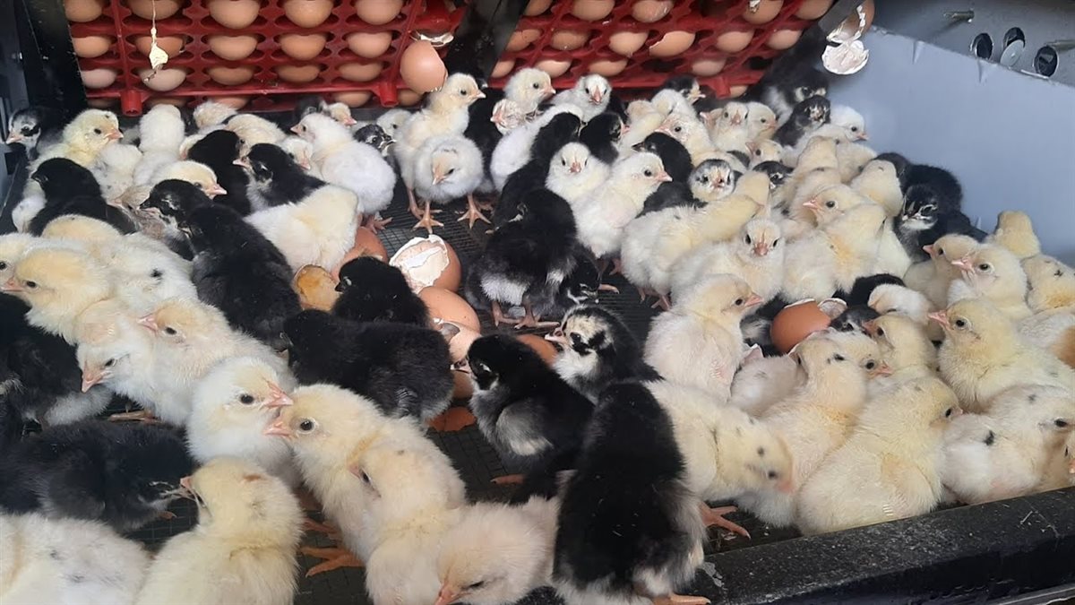 أسعار الكتكوت اليوم، الدليل المصري