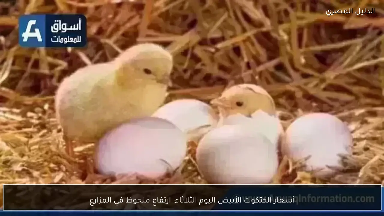 أسعار الكتكوت الأبيض اليوم الثلاثاء: ارتفاع ملحوظ في المزارع