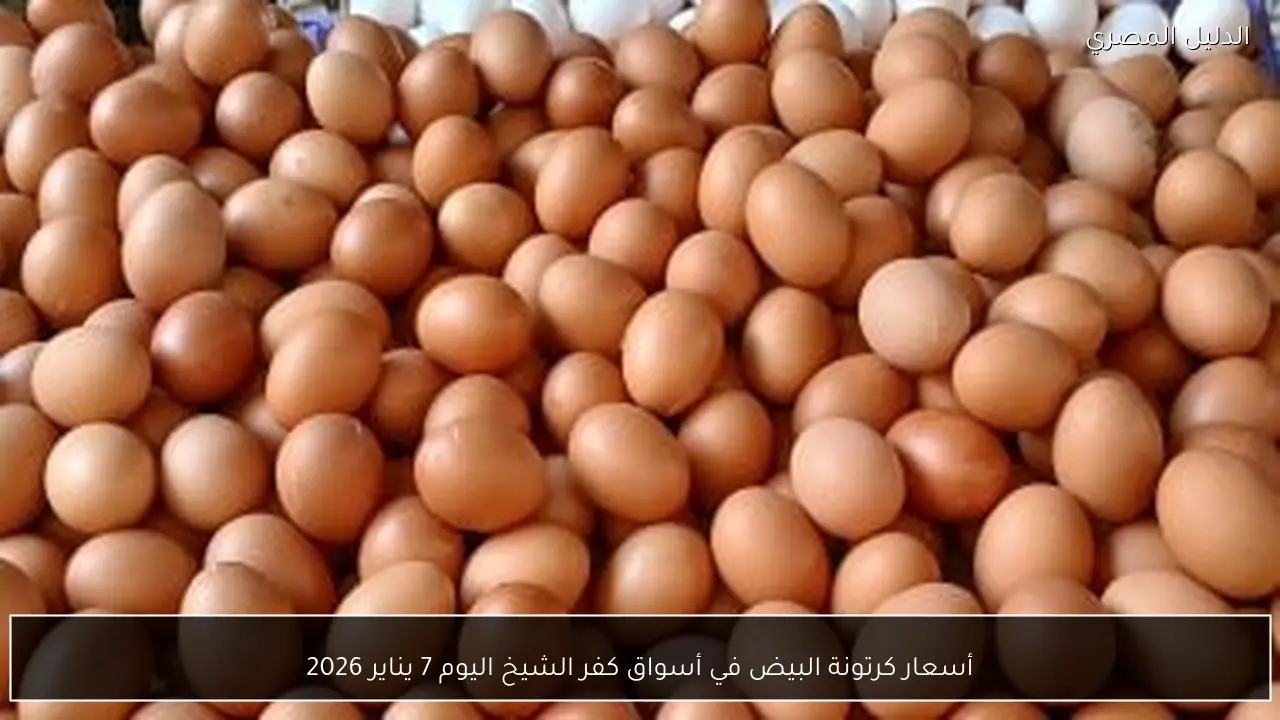 أسعار كرتونة البيض في أسواق كفر الشيخ اليوم 7 يناير 2026