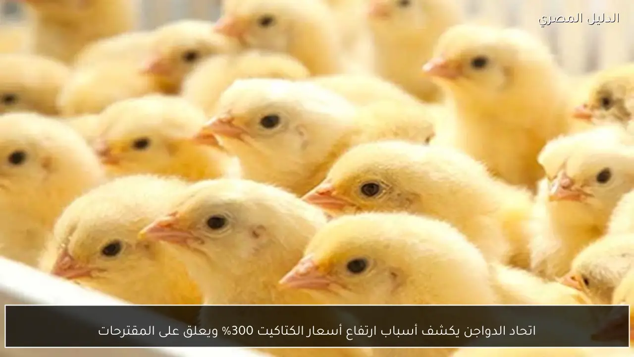 اتحاد الدواجن يكشف أسباب ارتفاع أسعار الكتاكيت 300% ويعلق على المقترحات