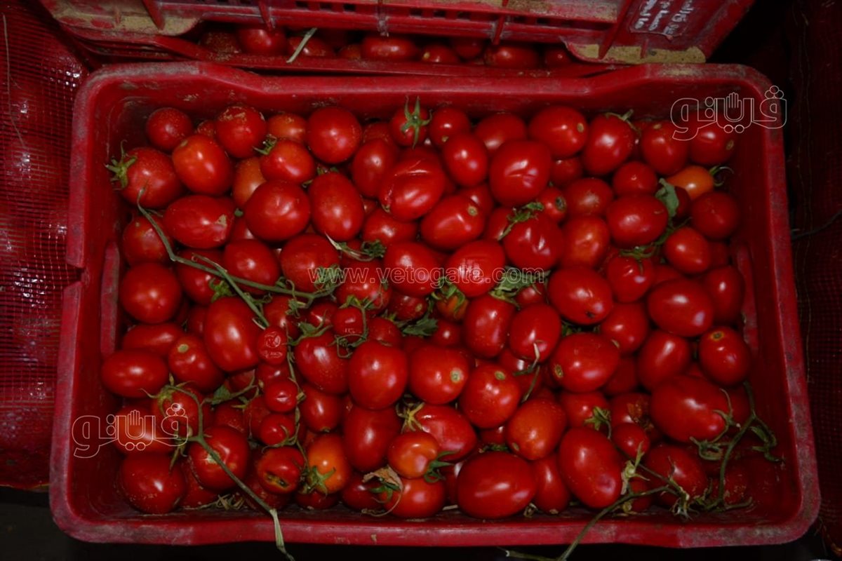 سعر الخضار اليوم، الدليل المصري