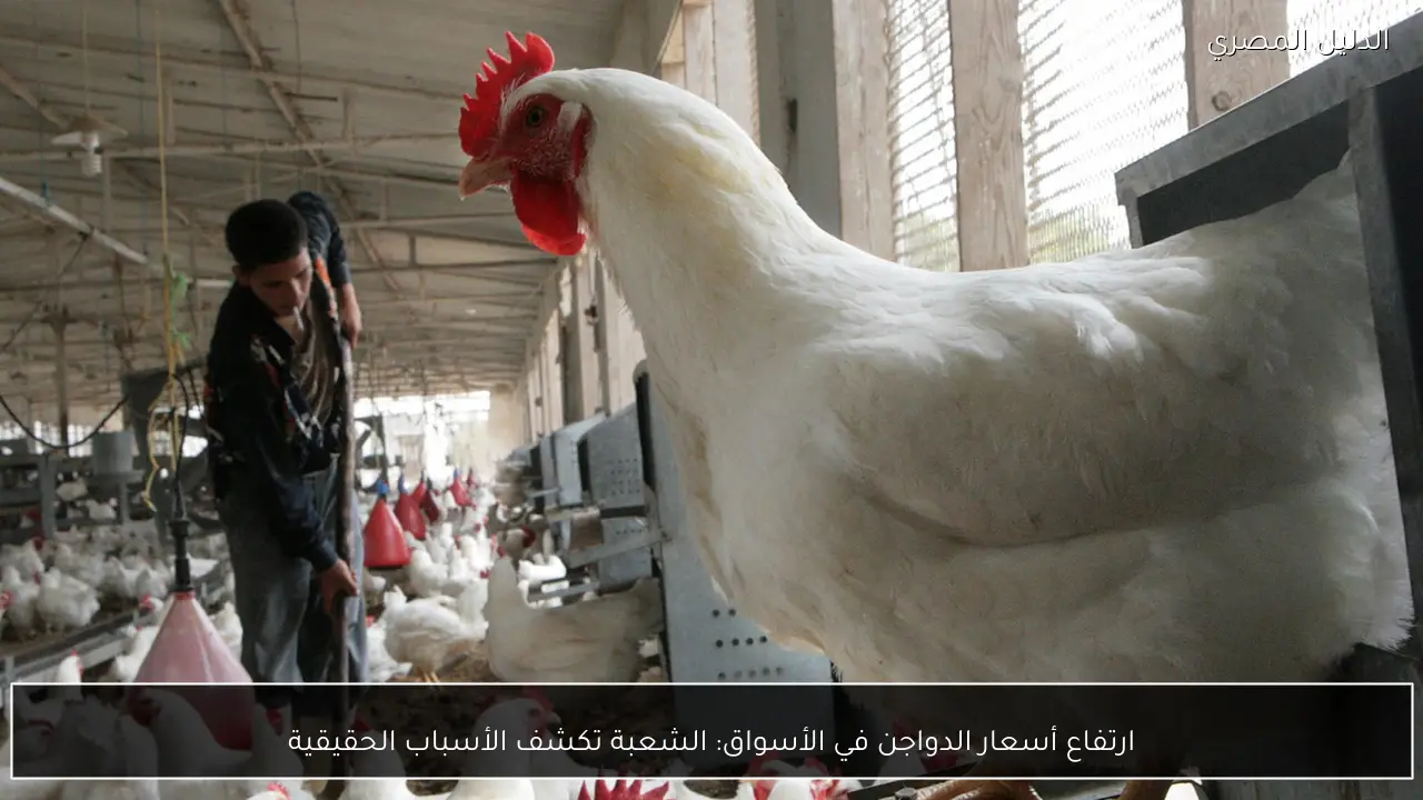 ارتفاع أسعار الدواجن في الأسواق: الشعبة تكشف الأسباب الحقيقية