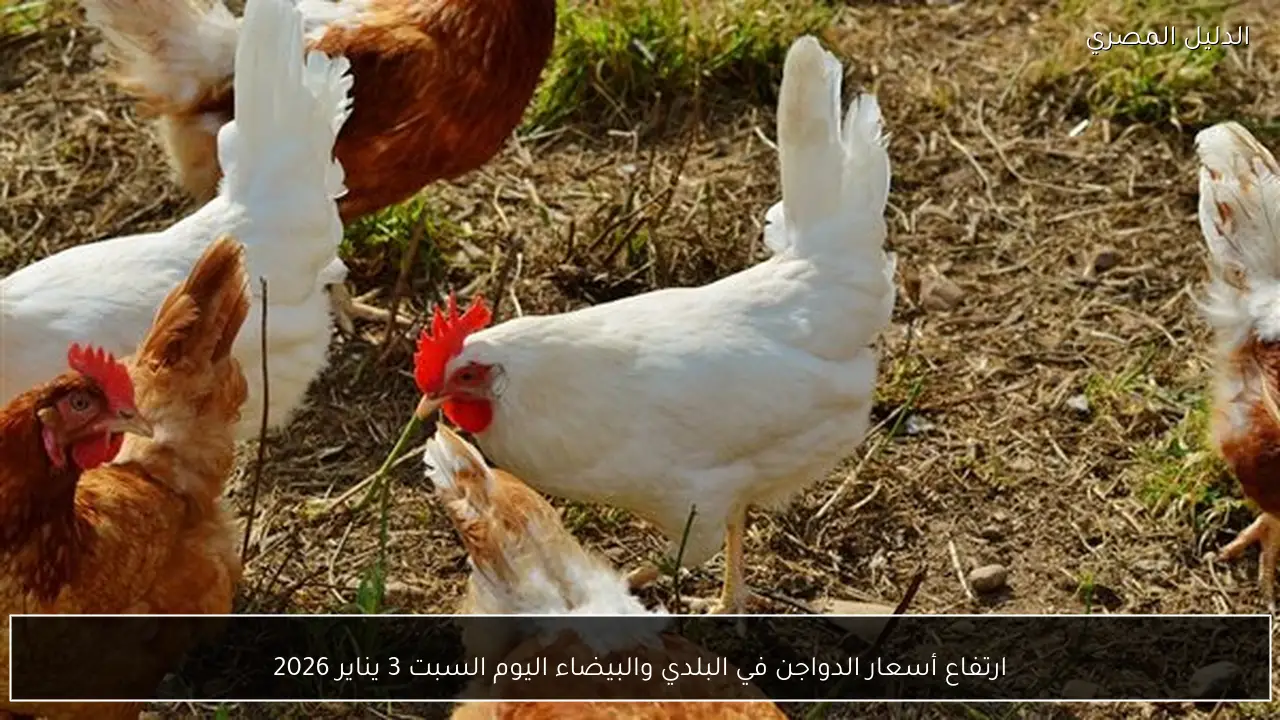 ارتفاع أسعار الدواجن في البلدي والبيضاء اليوم السبت 3 يناير 2026