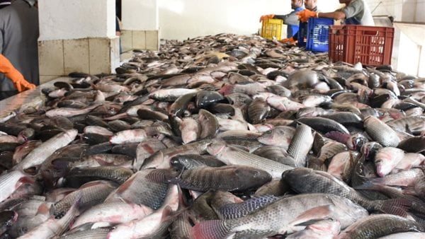 سعر السمك اليوم، الدليل المصري