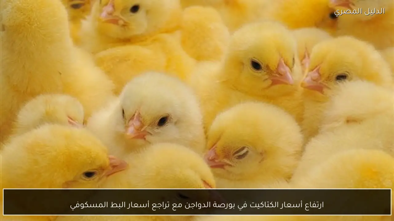 ارتفاع أسعار الكتاكيت في بورصة الدواجن مع تراجع أسعار البط المسكوفي