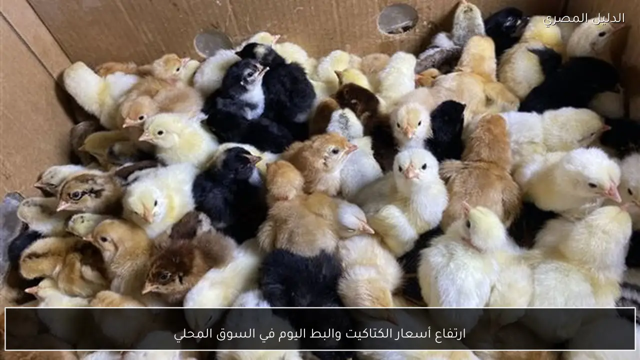 ارتفاع أسعار الكتاكيت والبط اليوم في السوق المحلي