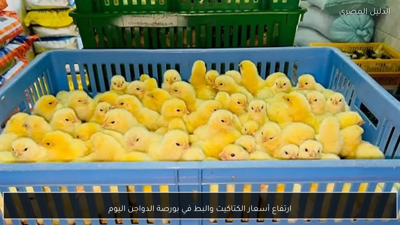 ارتفاع أسعار الكتاكيت والبط في بورصة الدواجن اليوم