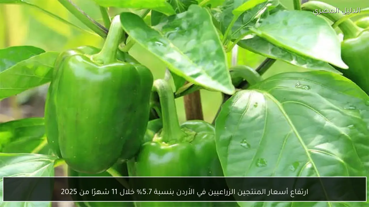 ارتفاع أسعار المنتجين الزراعيين في الأردن بنسبة 5.7% خلال 11 شهرًا من 2025