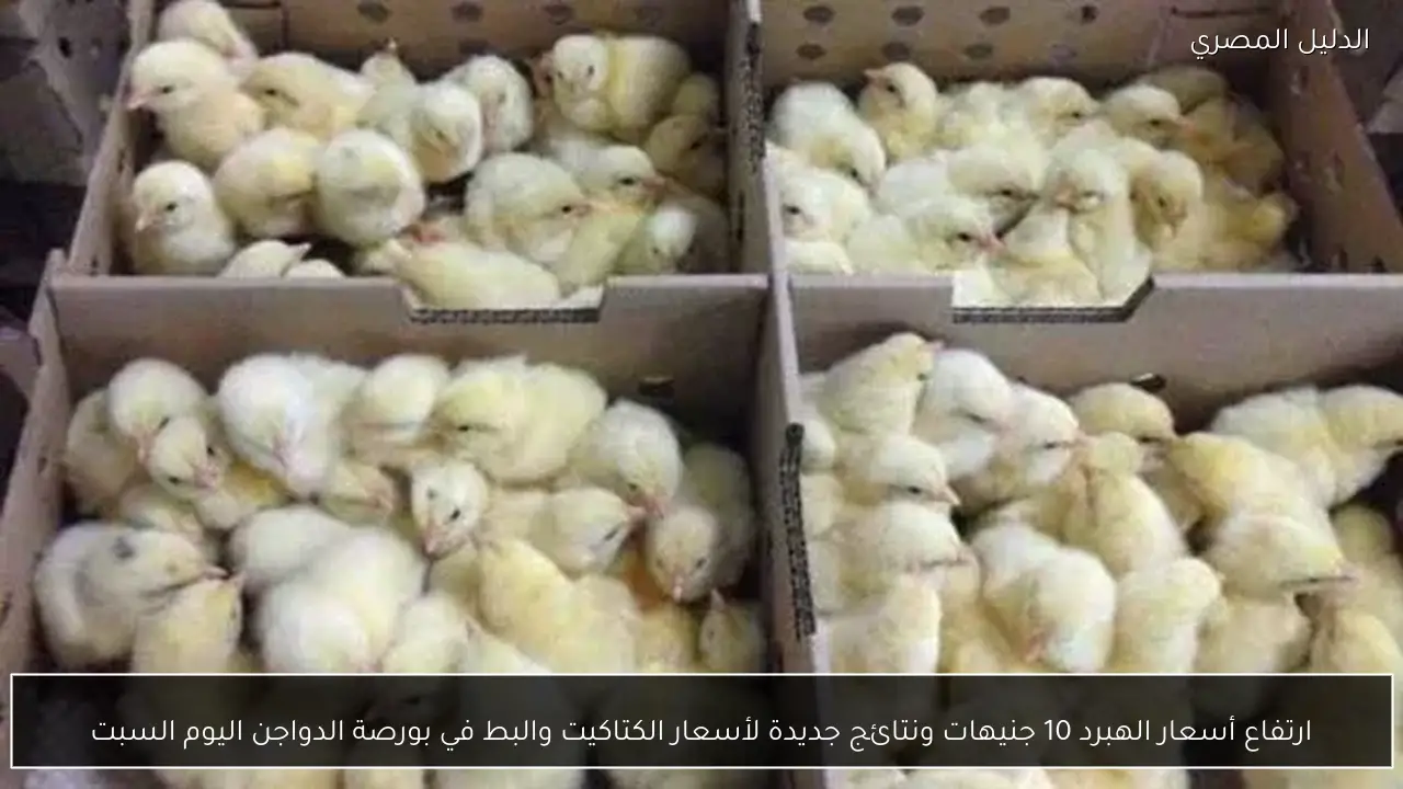 ارتفاع أسعار الهبرد 10 جنيهات ونتائج جديدة لأسعار الكتاكيت والبط في بورصة الدواجن اليوم السبت