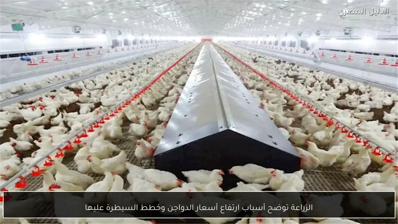 الزراعة توضح أسباب ارتفاع أسعار الدواجن وخطط السيطرة عليها