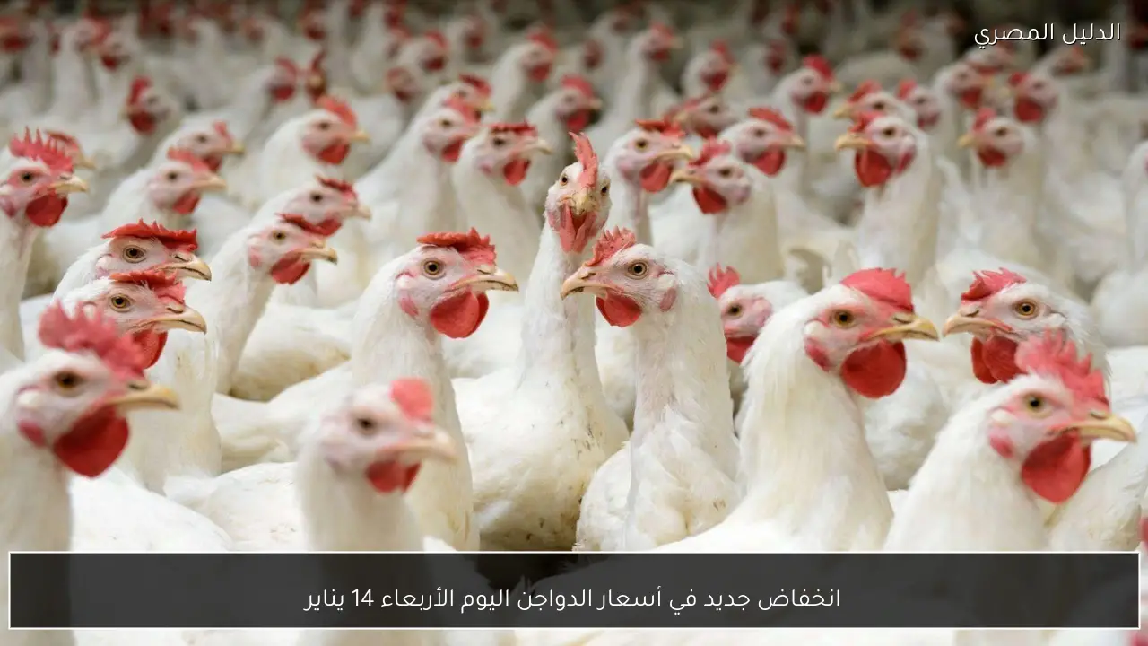 انخفاض جديد في أسعار الدواجن اليوم الأربعاء 14 يناير