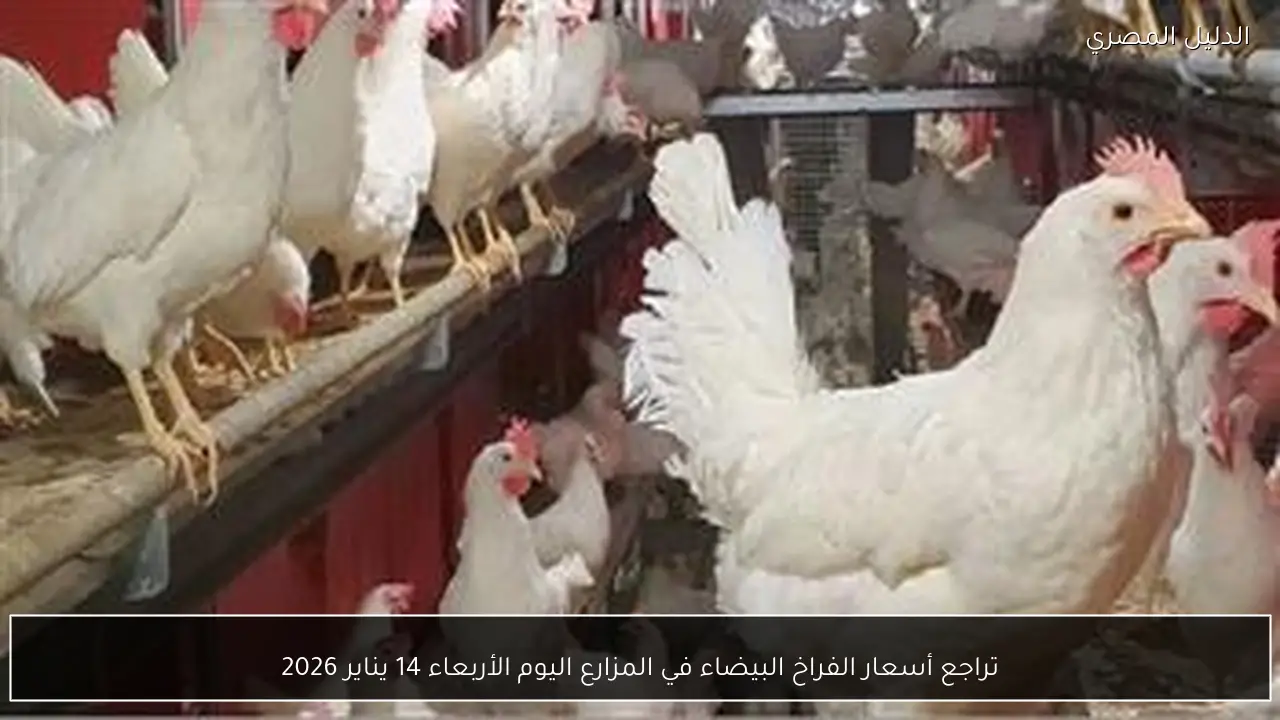 تراجع أسعار الفراخ البيضاء في المزارع اليوم الأربعاء 14 يناير 2026