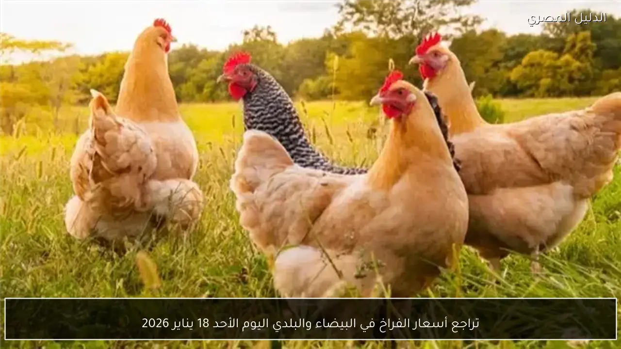 تراجع أسعار الفراخ في البيضاء والبلدي اليوم الأحد 18 يناير 2026