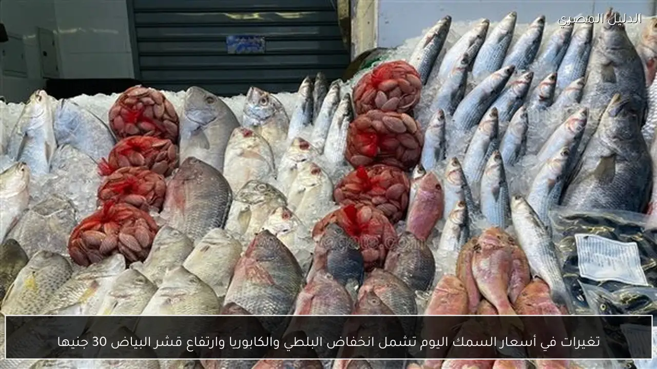 تغيرات في أسعار السمك اليوم تشمل انخفاض البلطي والكابوريا وارتفاع قشر البياض 30 جنيها