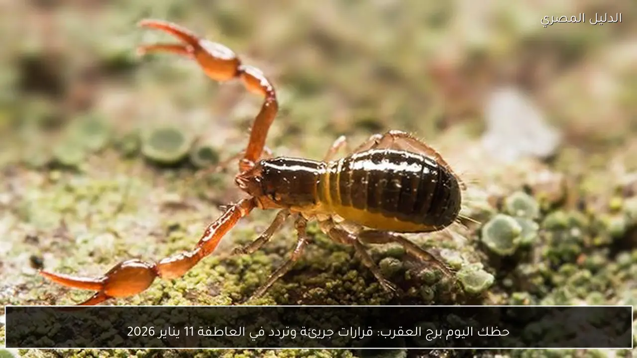 حظك اليوم برج العقرب: قرارات جريئة وتردد في العاطفة 11 يناير 2026