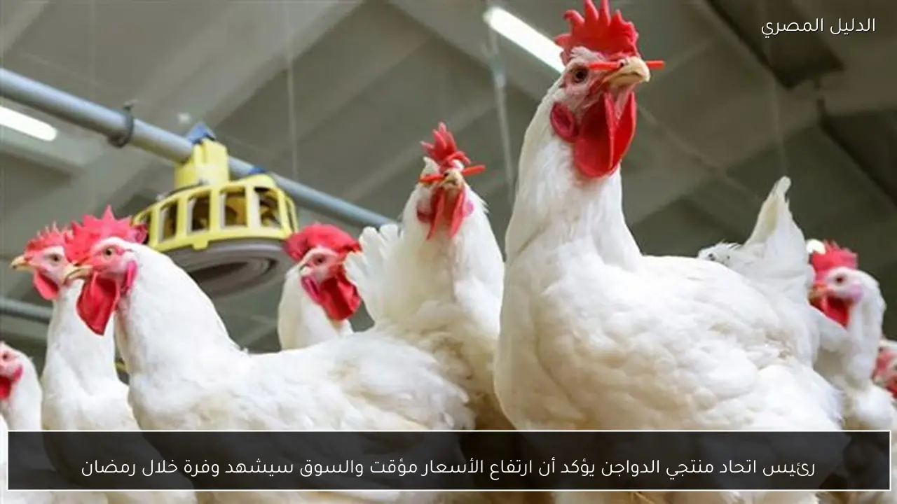 رئيس اتحاد منتجي الدواجن يؤكد أن ارتفاع الأسعار مؤقت والسوق سيشهد وفرة خلال رمضان