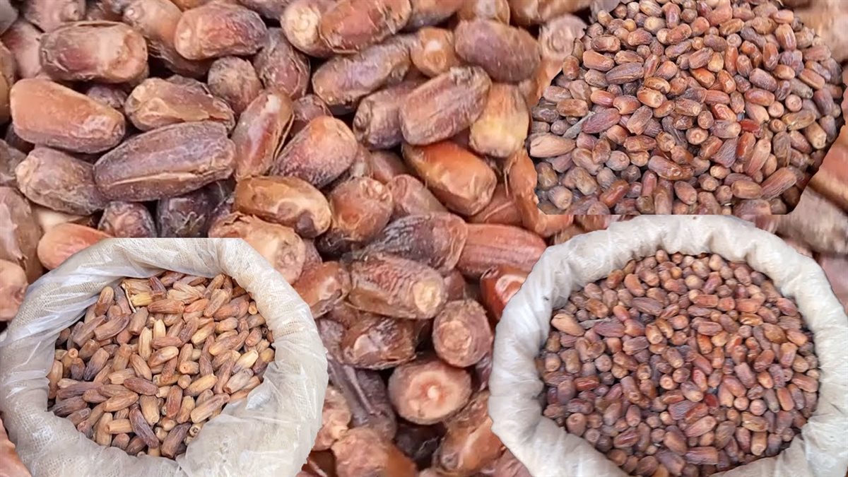 سعر البلح اليوم، الدليل المصري