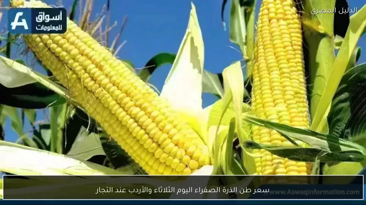 سعر طن الذرة الصفراء اليوم الثلاثاء والأردب عند التجار