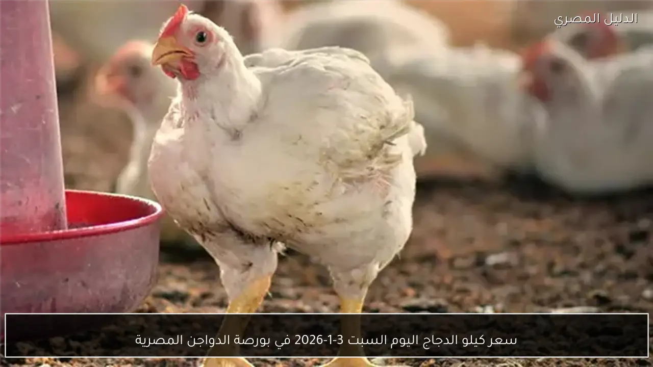 سعر كيلو الدجاج اليوم السبت 3-1-2026 في بورصة الدواجن المصرية