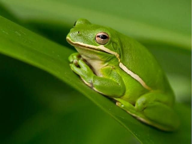 شرطة يوتا, الذكاء الاصطناعي, تقرير أمني, كاميرا الجسم, الخطأ التقني, الولايات المتحدة, AI في الشرطة, الأميرة والضفدع, فجوة الذكاء الاصطناعي, MIT