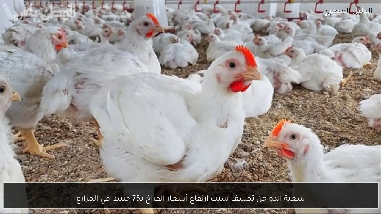شعبة الدواجن تكشف سبب ارتفاع أسعار الفراخ بـ75 جنيها في المزارع