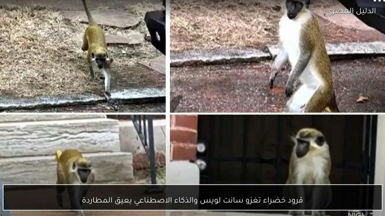 قرود خضراء تغزو سانت لويس والذكاء الاصطناعي يعيق المطاردة