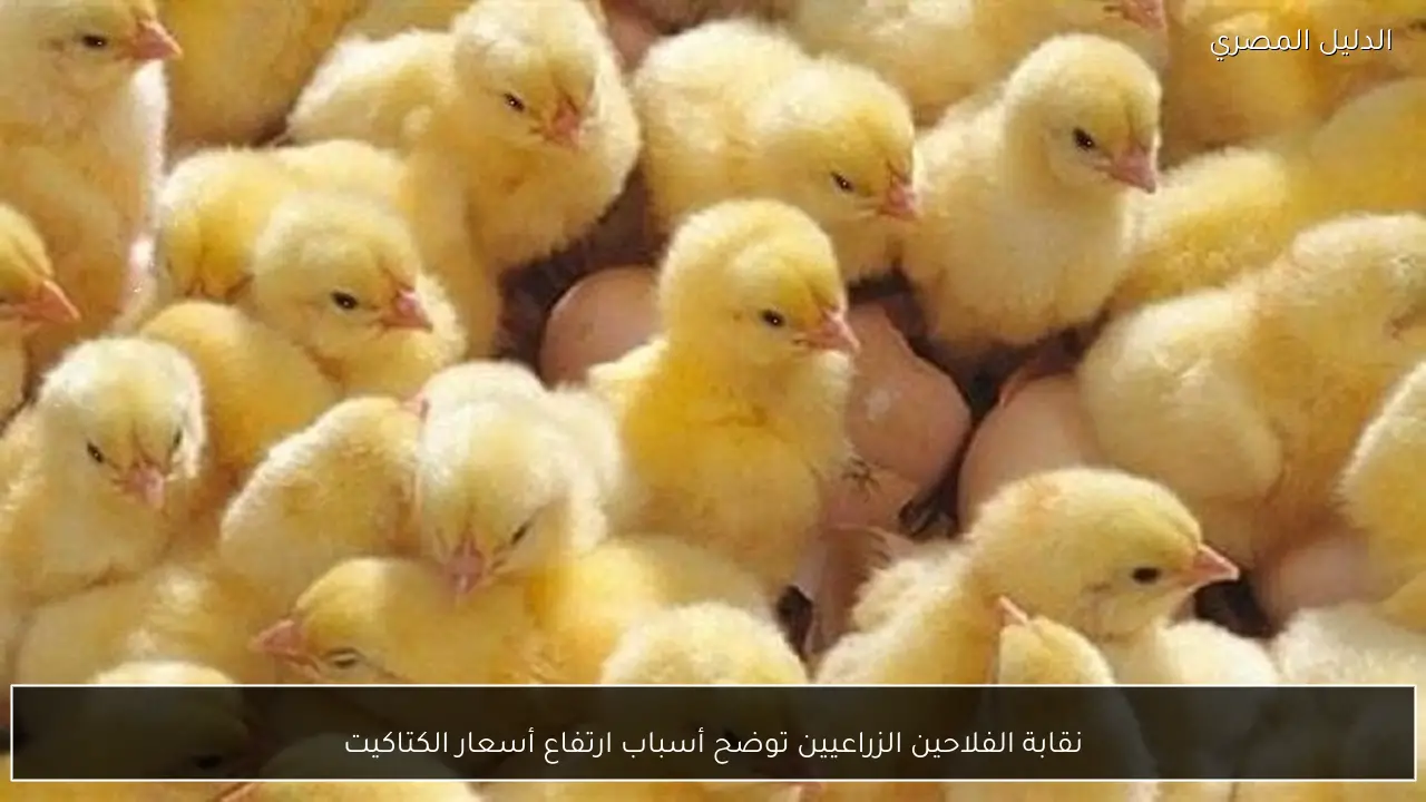 نقابة الفلاحين الزراعيين توضح أسباب ارتفاع أسعار الكتاكيت