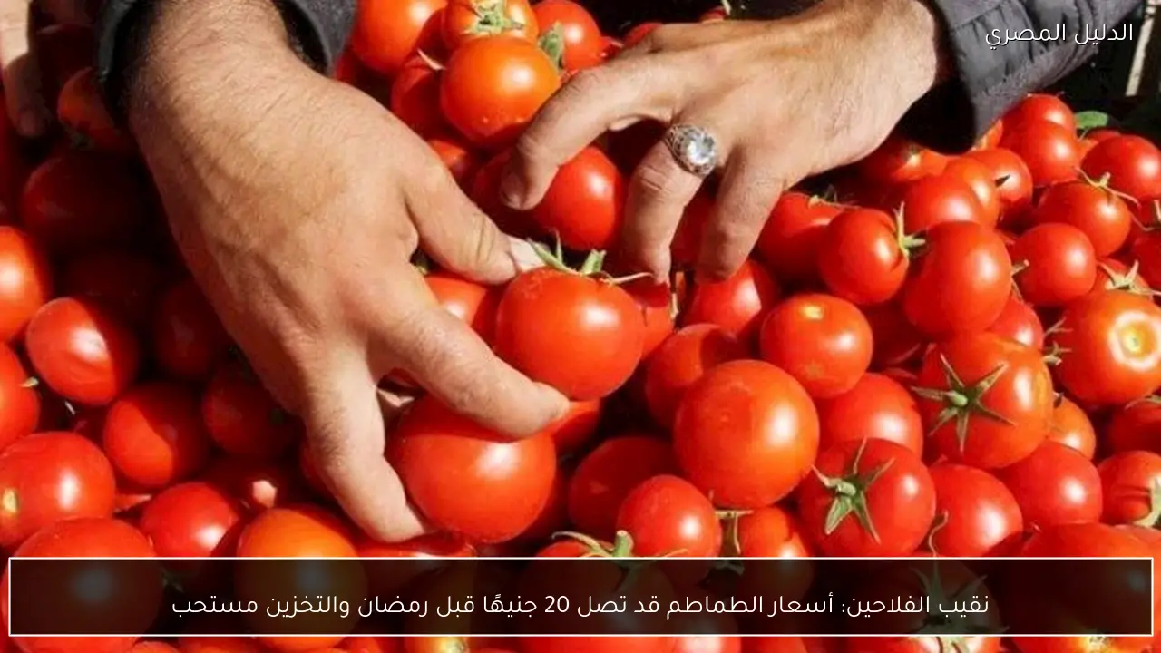 نقيب الفلاحين: أسعار الطماطم قد تصل 20 جنيهًا قبل رمضان والتخزين مستحب