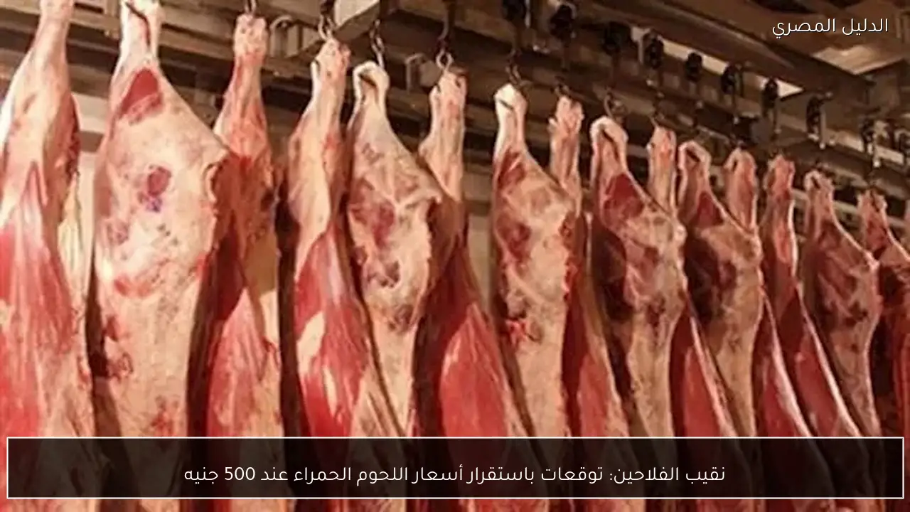 نقيب الفلاحين: توقعات باستقرار أسعار اللحوم الحمراء عند 500 جنيه