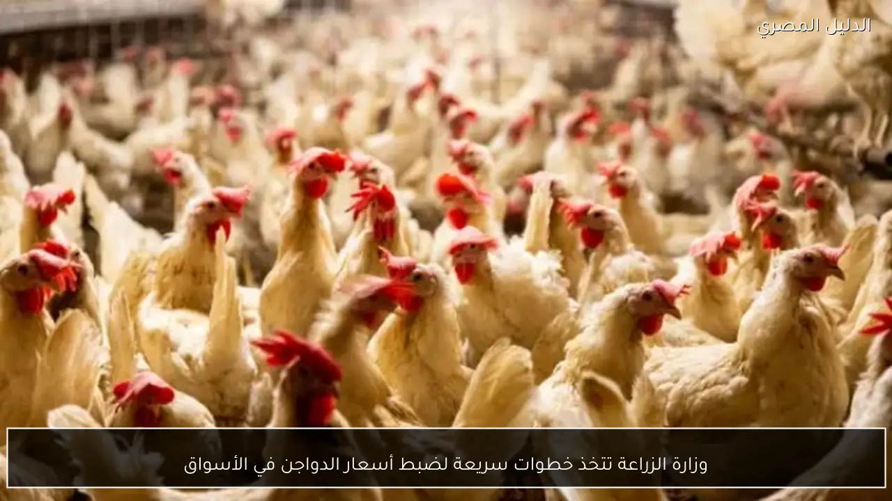 وزارة الزراعة تتخذ خطوات سريعة لضبط أسعار الدواجن في الأسواق