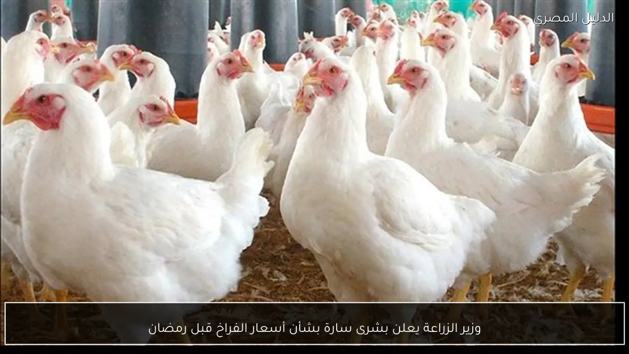 وزير الزراعة يعلن بشرى سارة بشأن أسعار الفراخ قبل رمضان
